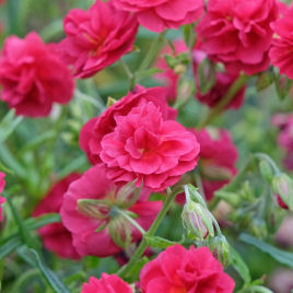 helianthemum rubra